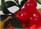 Goji berry